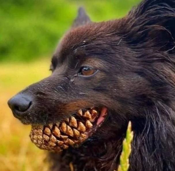 Как дед супом грабителей накормил