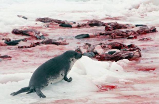 Essay On Stop Hunting Animals