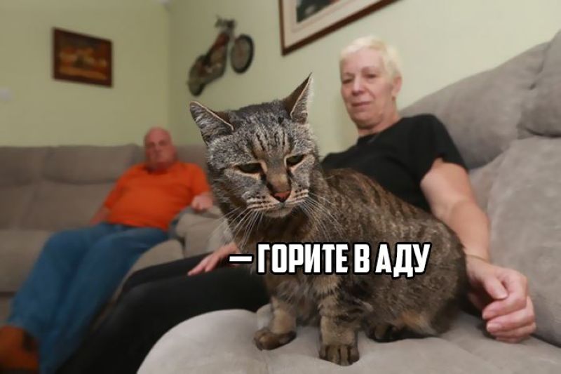 кот