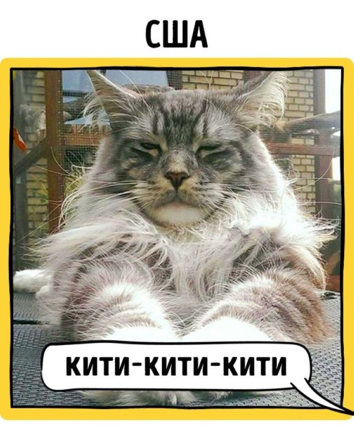 Как в разных странах подзывают кошек