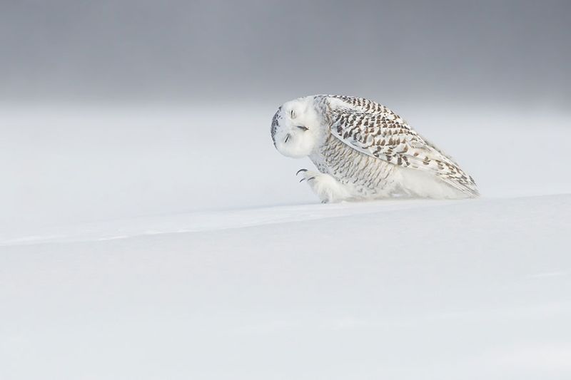 Лучшие фото от National Geographic за 2015 год