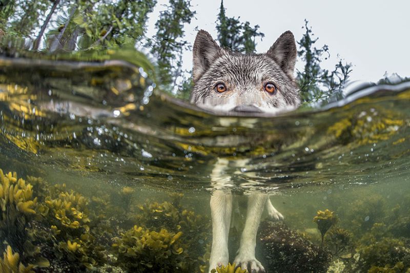 Лучшие фото от National Geographic за 2015 год