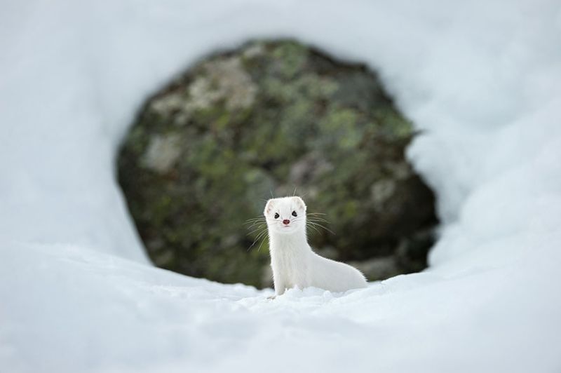 Лучшие фото от National Geographic за 2015 год