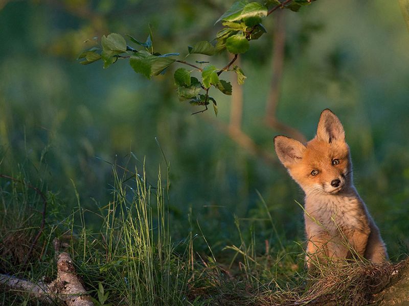 Лучшие фото от National Geographic за 2015 год