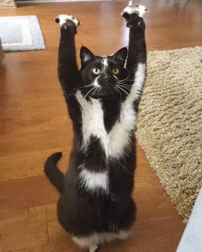 котопоклонник