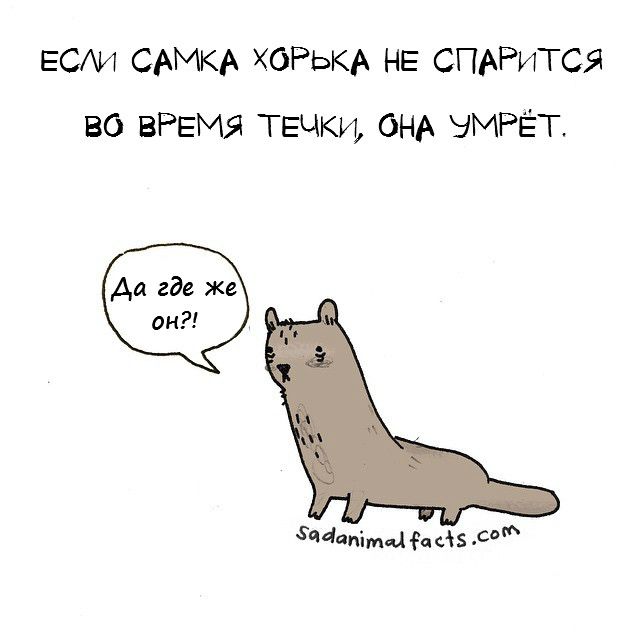 факты о животных