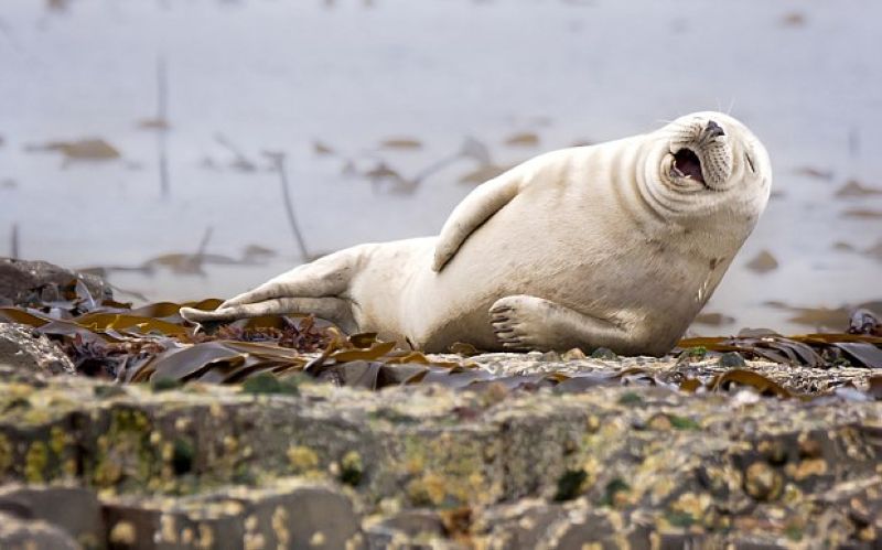 Comedy Wildlife Photography Awards