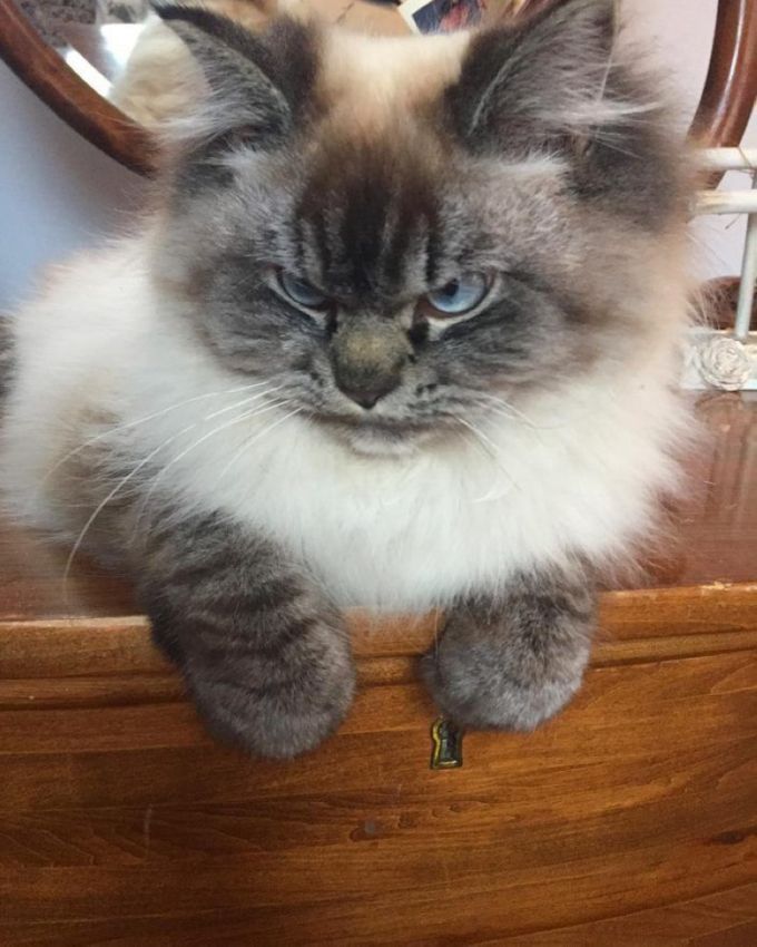 Вечно злой котяра Мерлин
