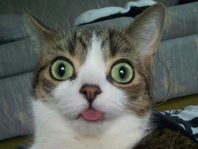 котики