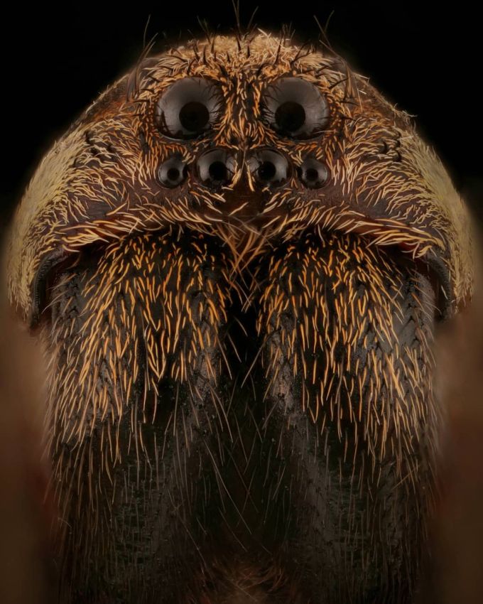 Впечатляющие макрофотографии насекомых