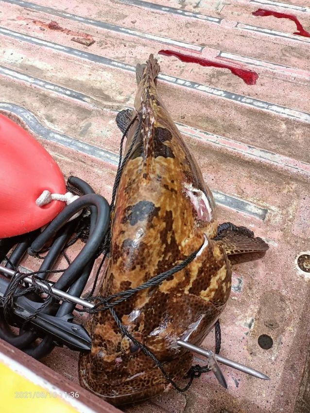 Рыба убила охотившегося на нее с гарпуном рыбака
