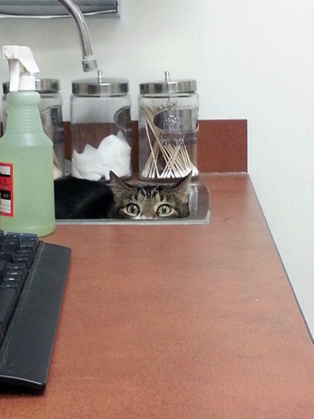 Куда кошки прячутся от ветеринаров